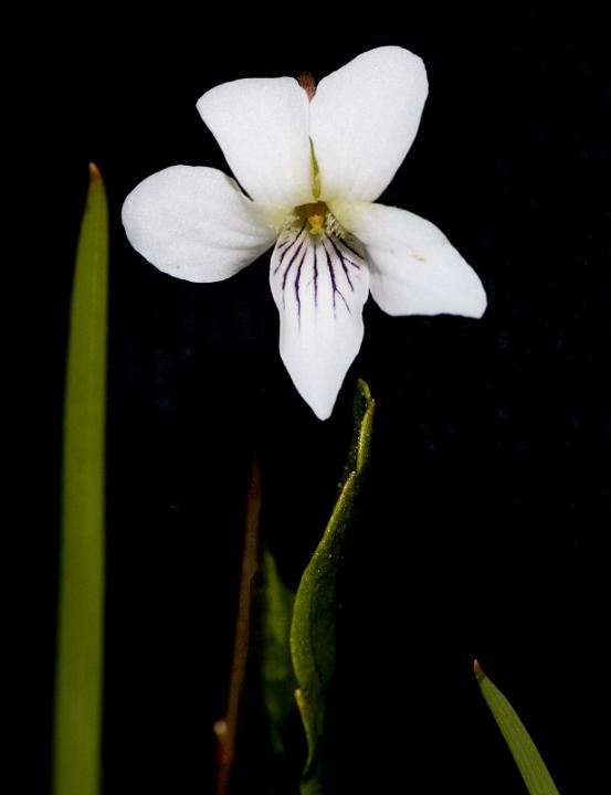 Viola macloskeyi  3082.jpg